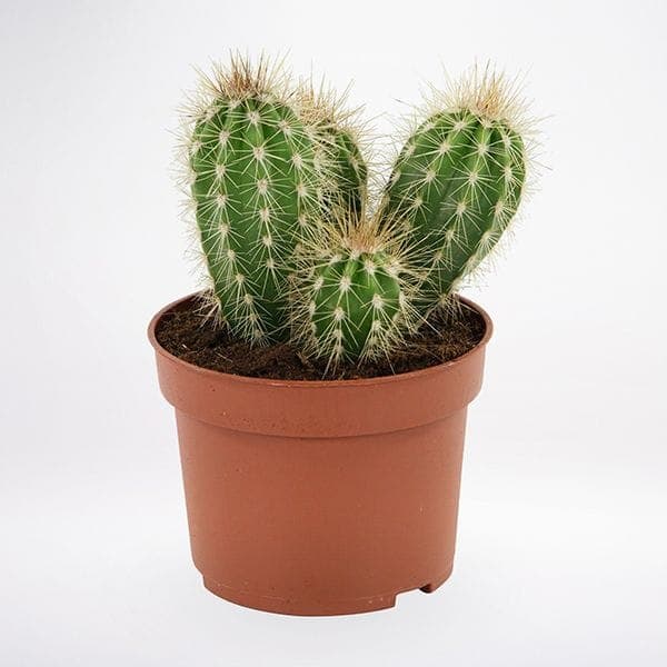 Know the plants which are inappropriate to be placed at home