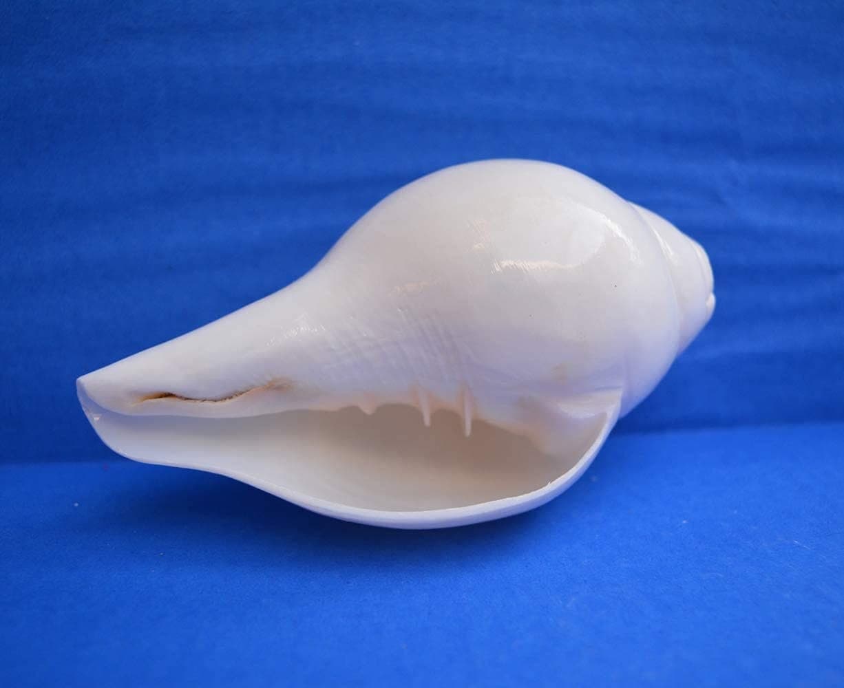 Know some special benefits of conch