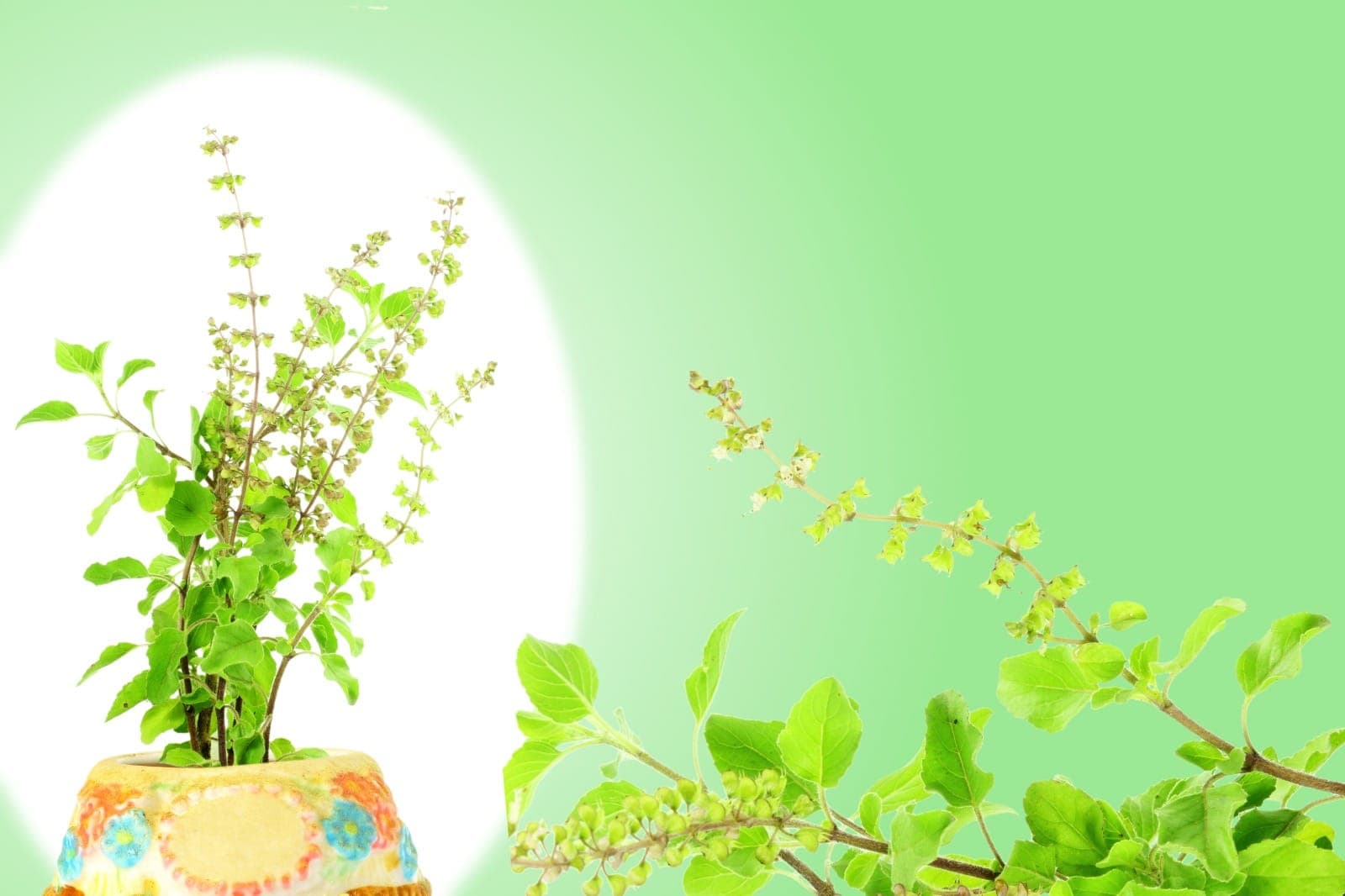 Amalaki Ekadashi: आमलकी एकादशी पर करें तुलसी से जुड़े ये उपाय, धन-धान्य से होंगे संपन्न